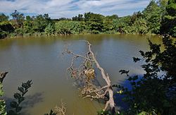llac codorniu