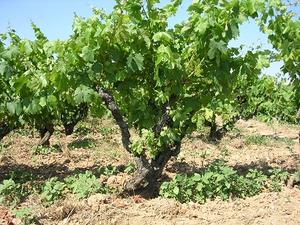 Vinyes
